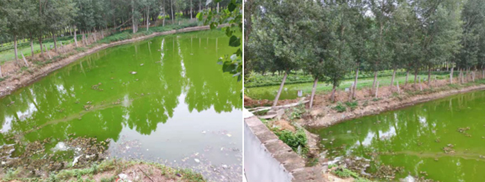 河北雄安新區納污坑塘-黑臭水體治理項目